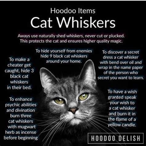 Cat Whiskers and Witchcraft: Ancient Traditions and Modern practices